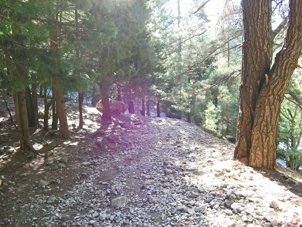 Rocky hiking trail in a forest