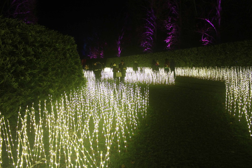 Strings of lights in an open meadow surrounded by hedges at night